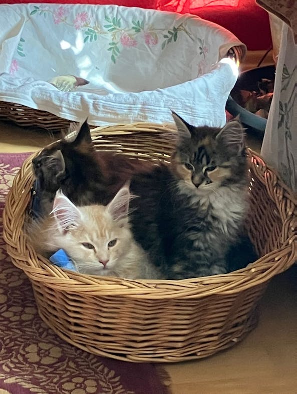 flaschenpost #179: katzen an bord